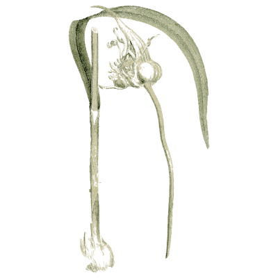 Bulb with drooping flower - Medical Botany, Volume 4 - 1832