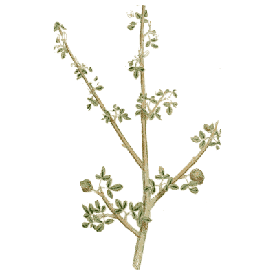 Branching herb with tiny flowers - Medical Botany, Volume 4 - 1832