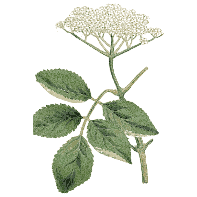 Elder flower head - Medical Botany, Volume 4 - 1832