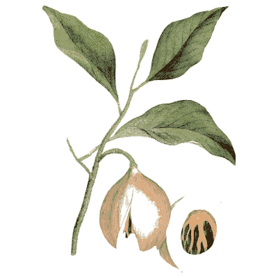 Nutmeg with mace - Medical Botany, Volume 4 - 1832