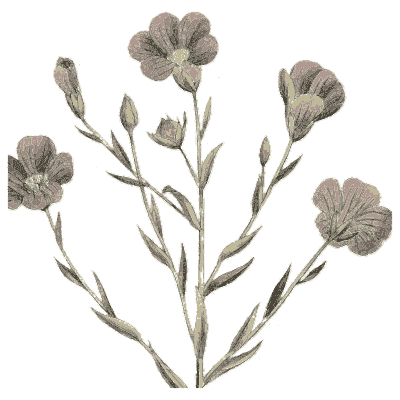 Flax in flower - Medical Botany, Volume 4 - 1832