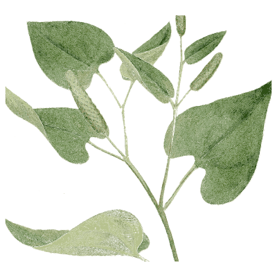 Heart leaved vine - Medical Botany, Volume 4 - 1832