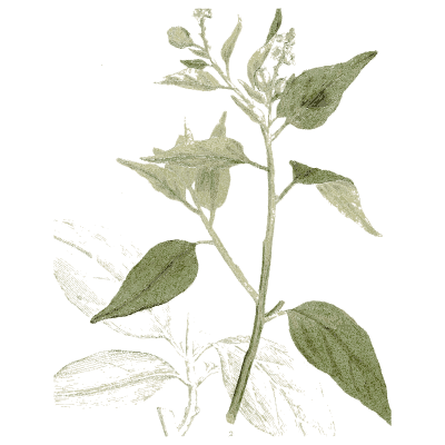 Flowering herb with broad leaves - Medical Botany, Volume 4 - 1832