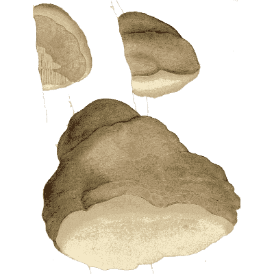 Bracket fungus - Medical Botany, Volume 4 - 1832