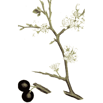 Flowering twig with black berries - Medical Botany, Volume 4 - 1832