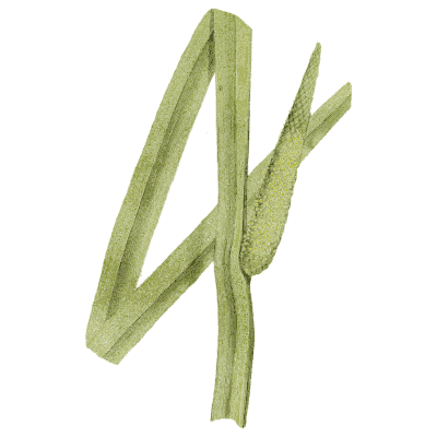 Grass stem with sheathing leaf - Medical Botany, Volume 4 - 1832