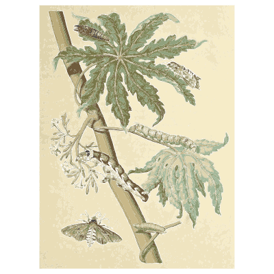Moth and caterpillar on a papaya branch - Metamorphosis Insectorum Surinamensium - 1719