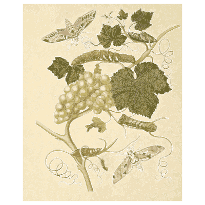 Caterpillars on a fruiting vine - Metamorphosis Insectorum Surinamensium - 1719