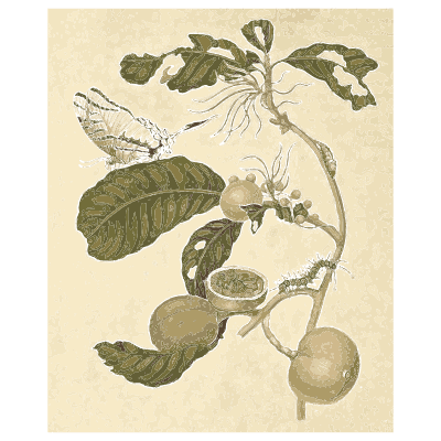 Wasp and caterpillar on a guava branch - Metamorphosis Insectorum Surinamensium - 1719