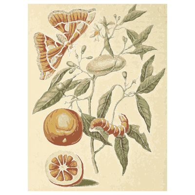 Moths on a sliced citrus branch - Metamorphosis Insectorum Surinamensium - 1719