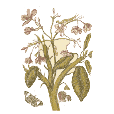 Butterflies on a flowering shrub - Metamorphosis Insectorum Surinamensium - 1719