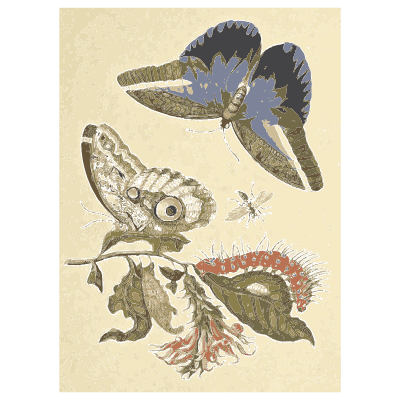 Blue butterflies with a hairy caterpillar - Metamorphosis Insectorum Surinamensium - 1719