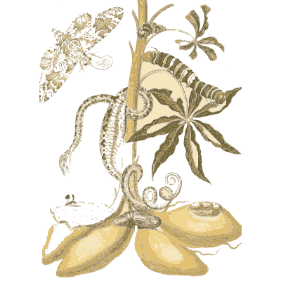 Snake and caterpillar on a cassava plant - Metamorphosis Insectorum Surinamensium - 1719