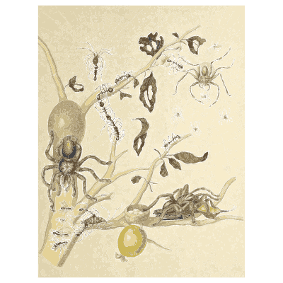 Spider and ants on a branch - Metamorphosis Insectorum Surinamensium - 1719