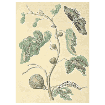 Moth and caterpillar on a fig branch - Metamorphosis Insectorum Surinamensium - 1719