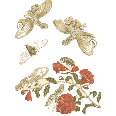 Moths above a red flowering sprig - Metamorphosis Insectorum Surinamensium - 1719