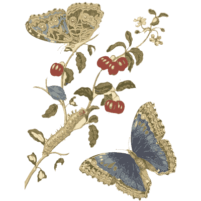 Blue butterflies on a cherry branch - Metamorphosis Insectorum Surinamensium - 1719