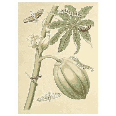 Caterpillars on a melon vine - Metamorphosis Insectorum Surinamensium - 1719