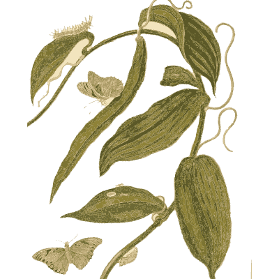 Moths on a vanilla vine - Metamorphosis Insectorum Surinamensium - 1719