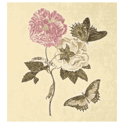 Butterflies on a rose branch - Metamorphosis Insectorum Surinamensium - 1719