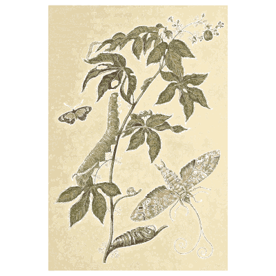 Lanternflies on a branch - Metamorphosis Insectorum Surinamensium - 1719