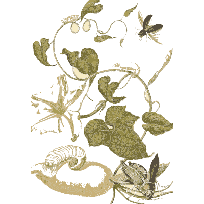 Caterpillar on a climbing vine - Metamorphosis Insectorum Surinamensium - 1719