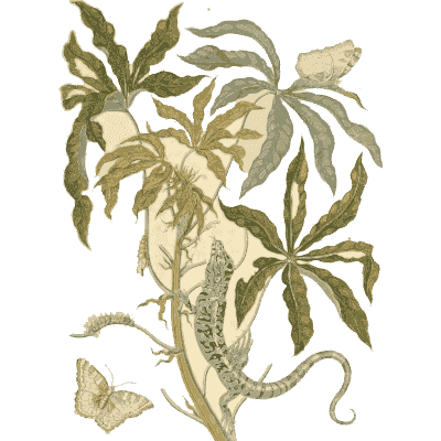 Lizard and butterfly on a cassava plant - Metamorphosis Insectorum Surinamensium - 1719
