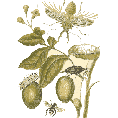 Caterpillar and beetle on a fruiting branch - Metamorphosis Insectorum Surinamensium - 1719