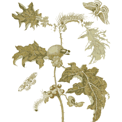 Moth on a thistle branch - Metamorphosis Insectorum Surinamensium - 1719