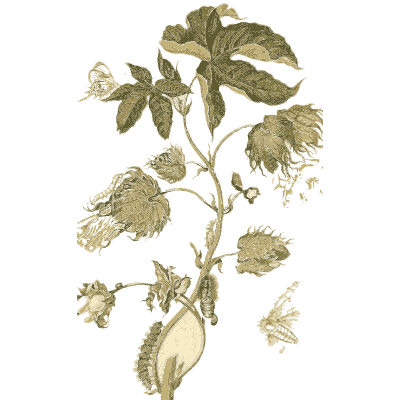 Insects on a burred vine - Metamorphosis Insectorum Surinamensium - 1719