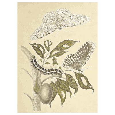 Caterpillars on a flowering branch - Metamorphosis Insectorum Surinamensium - 1719