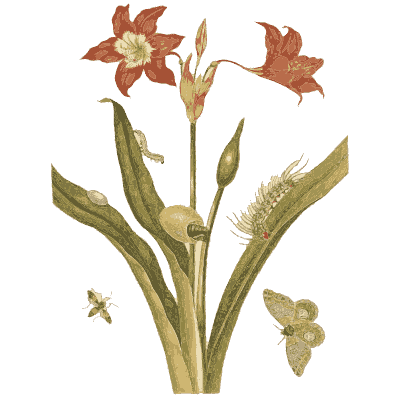Butterfly on an amaryllis - Metamorphosis Insectorum Surinamensium - 1719
