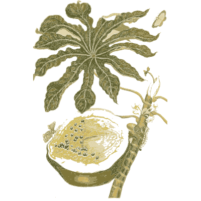 Cut papaya on a branch - Metamorphosis Insectorum Surinamensium - 1719