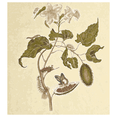 Caterpillar on a flowering branch - Metamorphosis Insectorum Surinamensium - 1719