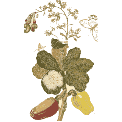 Cashew fruit with butterflies - Metamorphosis Insectorum Surinamensium - 1719