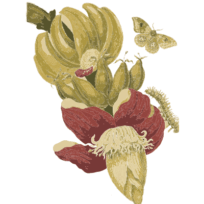 Banana flower with a moth - Metamorphosis Insectorum Surinamensium - 1719