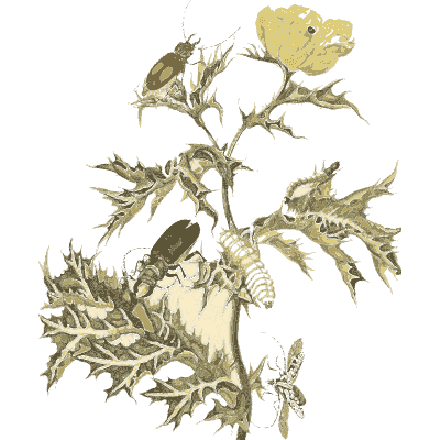 Caterpillars on a prickly poppy - Metamorphosis Insectorum Surinamensium - 1719