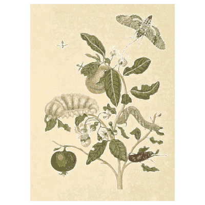 Moth and caterpillar on a nightshade branch - Metamorphosis Insectorum Surinamensium - 1719