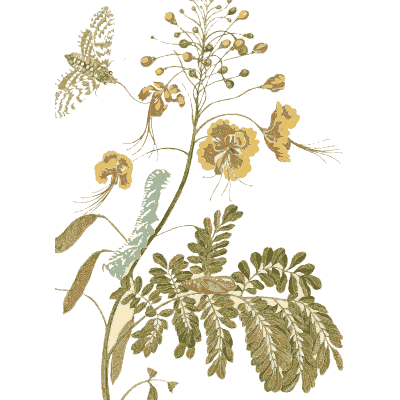 Moths on a senna branch - Metamorphosis Insectorum Surinamensium - 1719