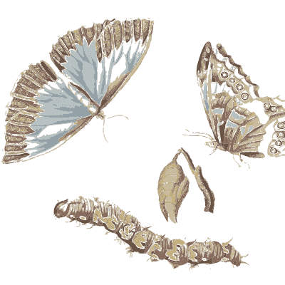 Butterflies and caterpillars study - Metamorphosis Insectorum Surinamensium - 1719