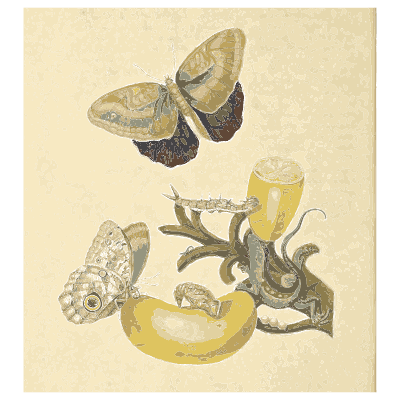 Butterfly on a banana flower - Metamorphosis Insectorum Surinamensium - 1719