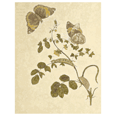 Moths on a leafy sprig - Metamorphosis Insectorum Surinamensium - 1719