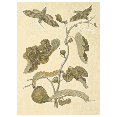Caterpillars on a gourd vine - Metamorphosis Insectorum Surinamensium - 1719