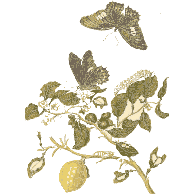 Butterfly on a lemon branch - Metamorphosis Insectorum Surinamensium - 1719