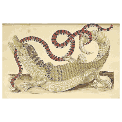 Caiman and coral snake - Metamorphosis Insectorum Surinamensium - 1719