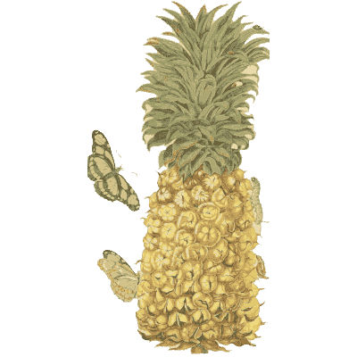 Pineapple with moths - Metamorphosis Insectorum Surinamensium - 1719
