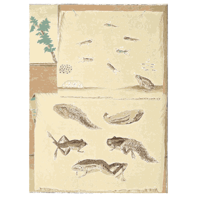 Fish and lizards study - Metamorphosis Insectorum Surinamensium - 1719