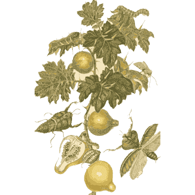 Grasshopper on a gourd vine - Metamorphosis Insectorum Surinamensium - 1719