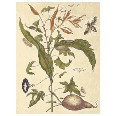 Moths on a fruiting branch - Metamorphosis Insectorum Surinamensium - 1719