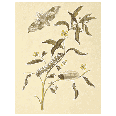 Moth and caterpillar on a sprig - Metamorphosis Insectorum Surinamensium - 1719